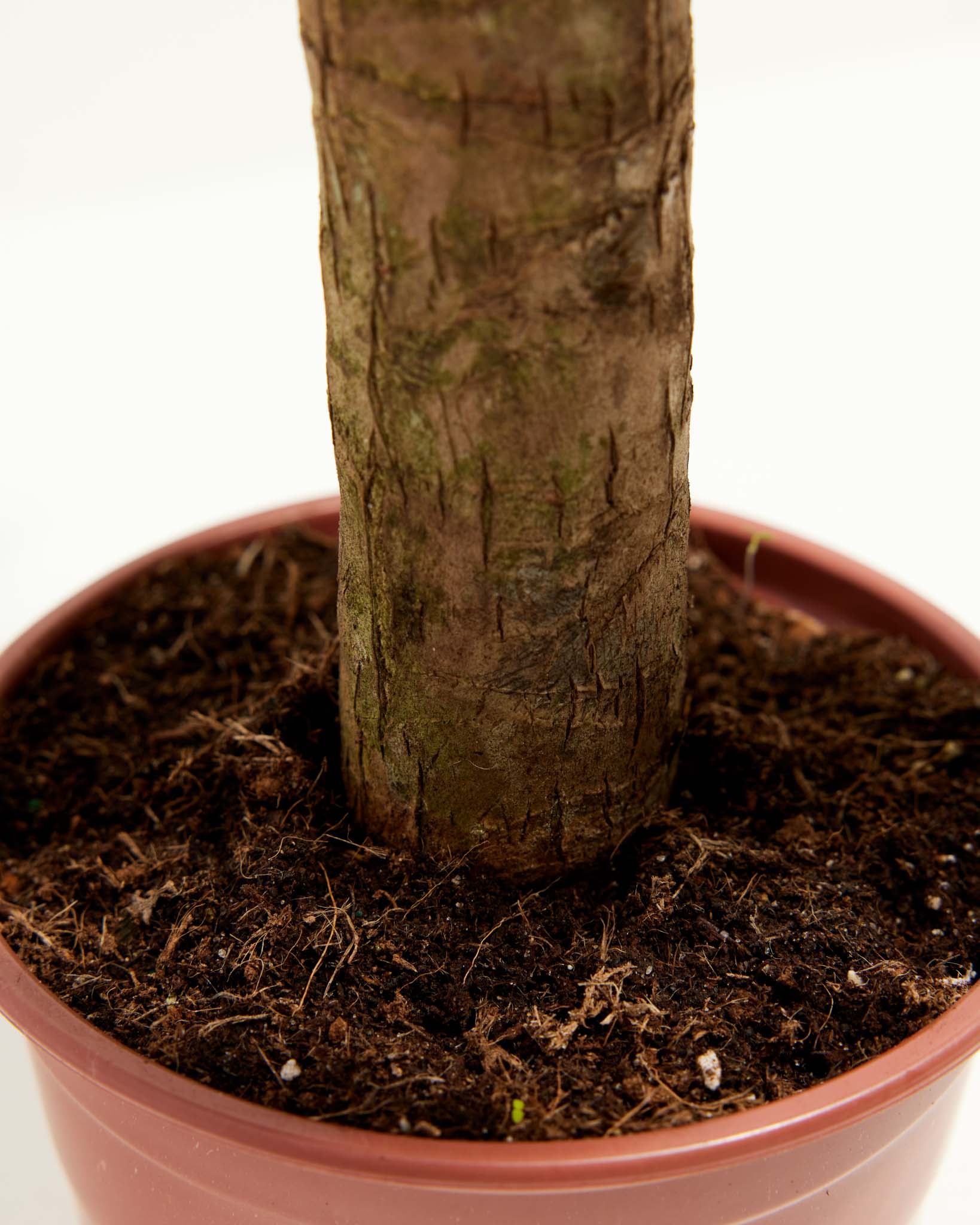 Yucca Cane Plant