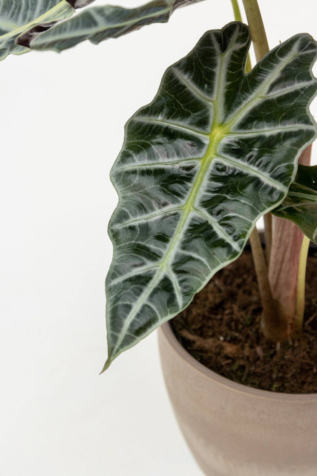 Alocasia Polly