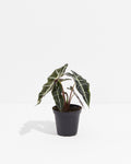 Alocasia Polly