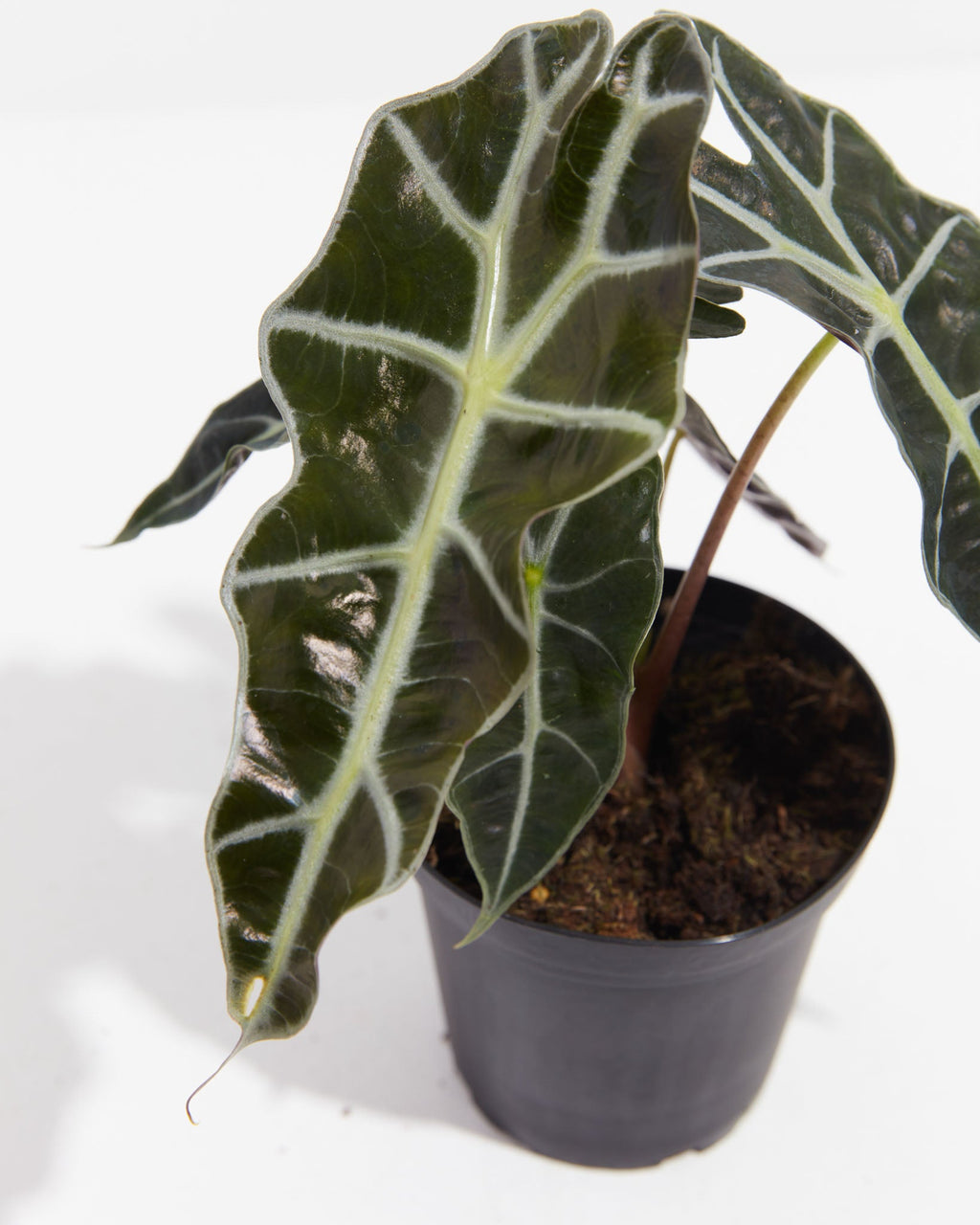 Alocasia Polly