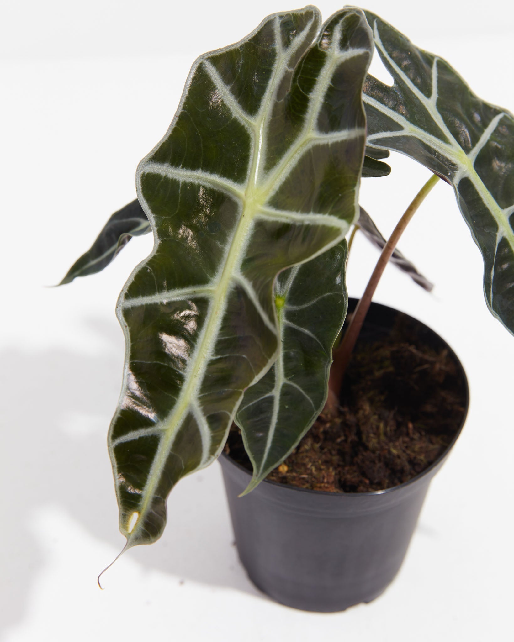Alocasia Polly
