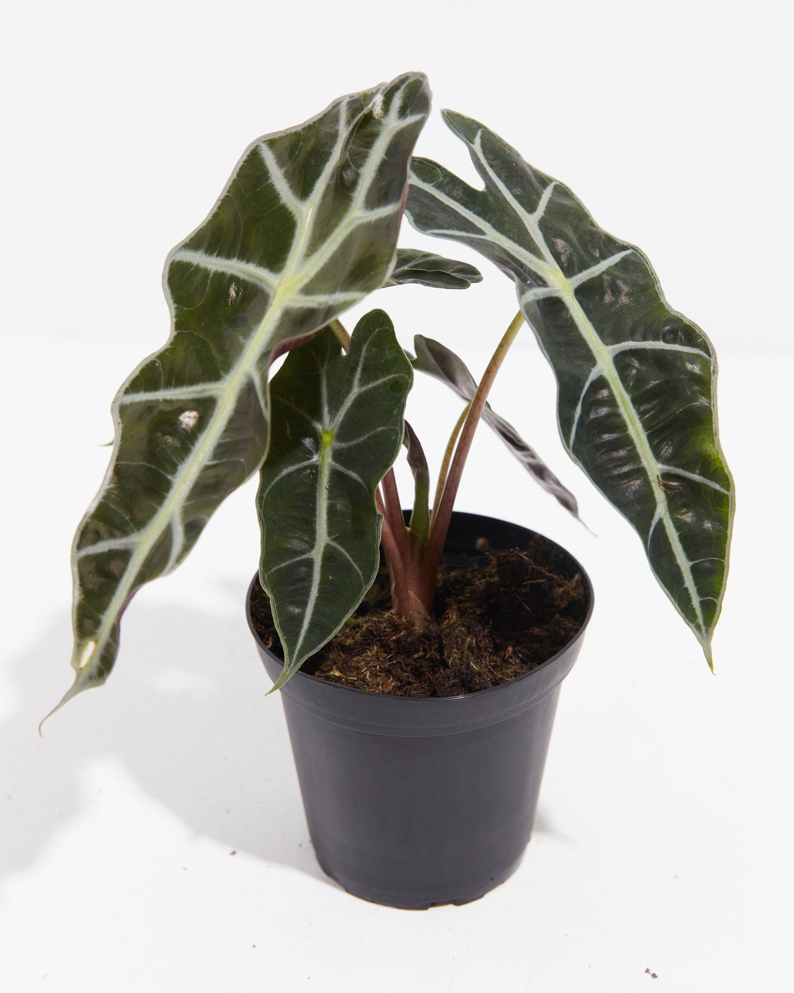 Alocasia Polly