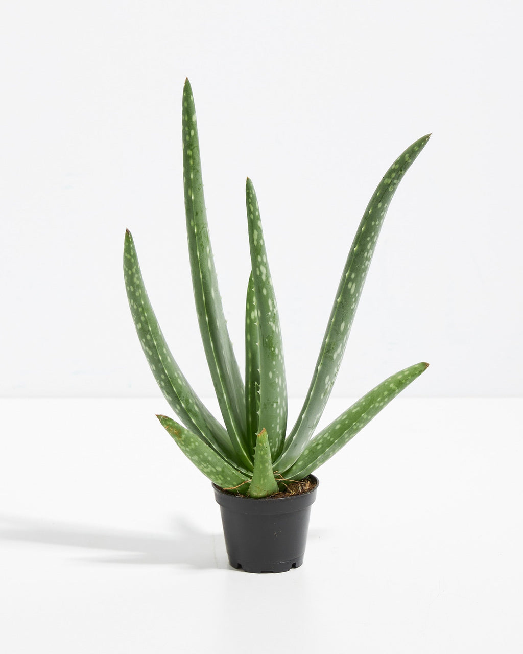 Aloe Vera Plant