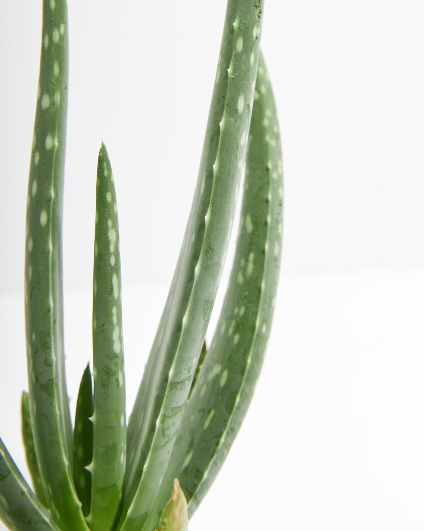 Aloe Vera Plant