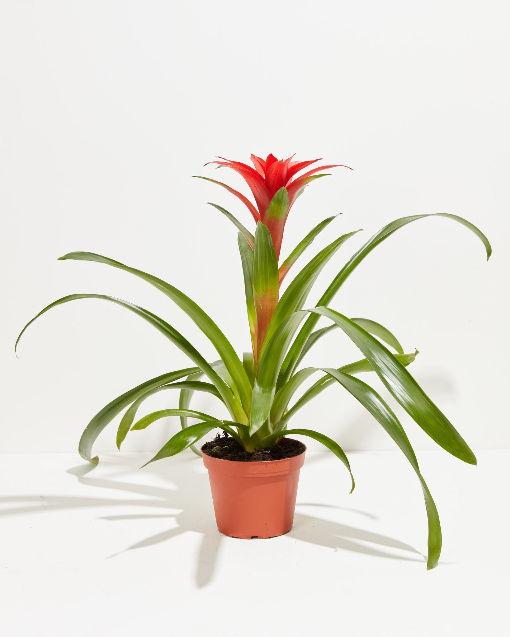 Bromeliad Guzmania