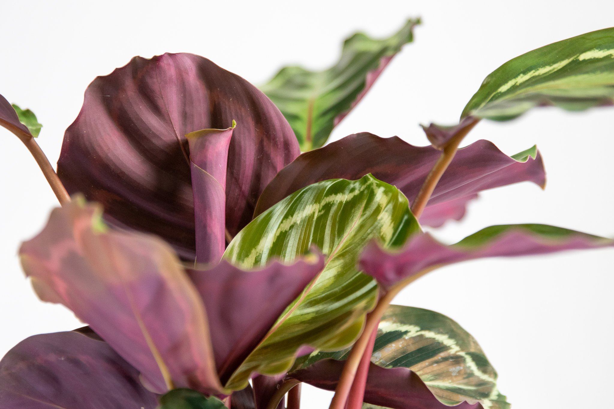 Calathea Medallion