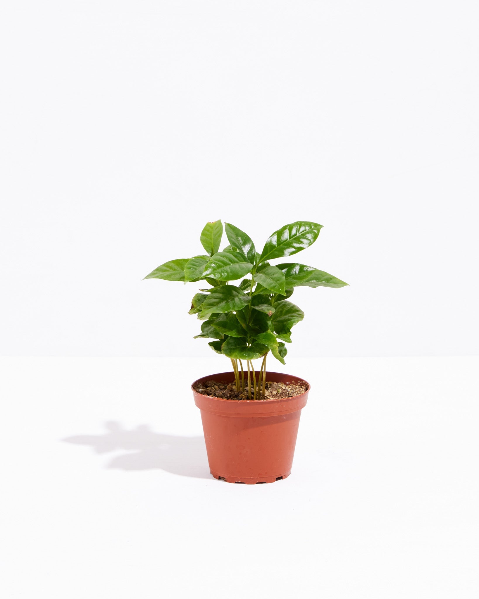 Coffee Plant (Coffea arabica)