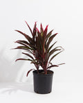 Hawaiian Ti Plant