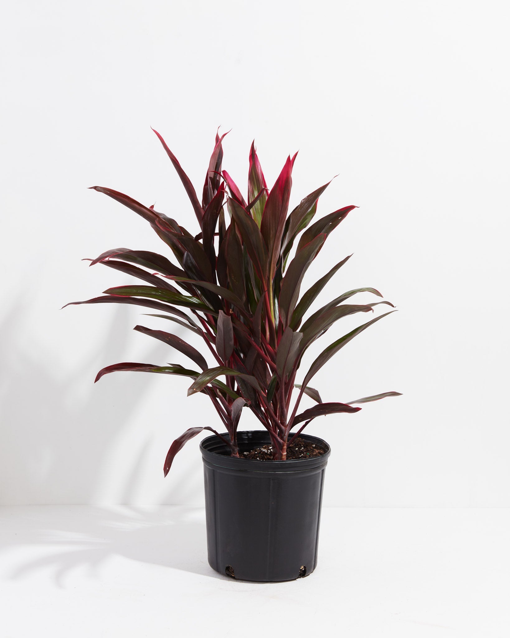 Hawaiian Ti Plant