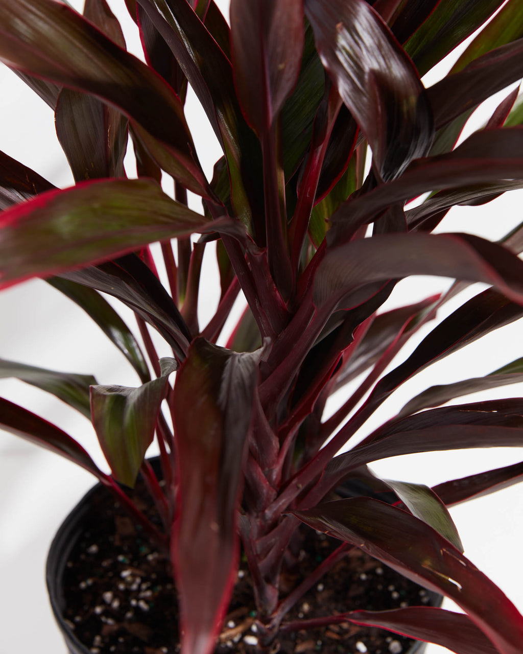 Hawaiian Ti Plant