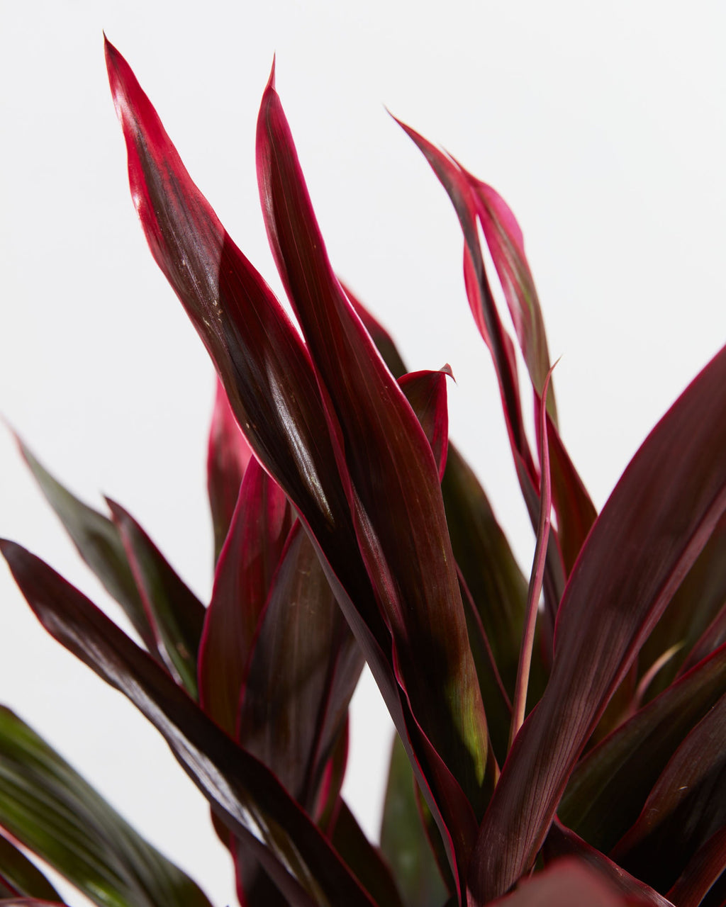 Hawaiian Ti Plant