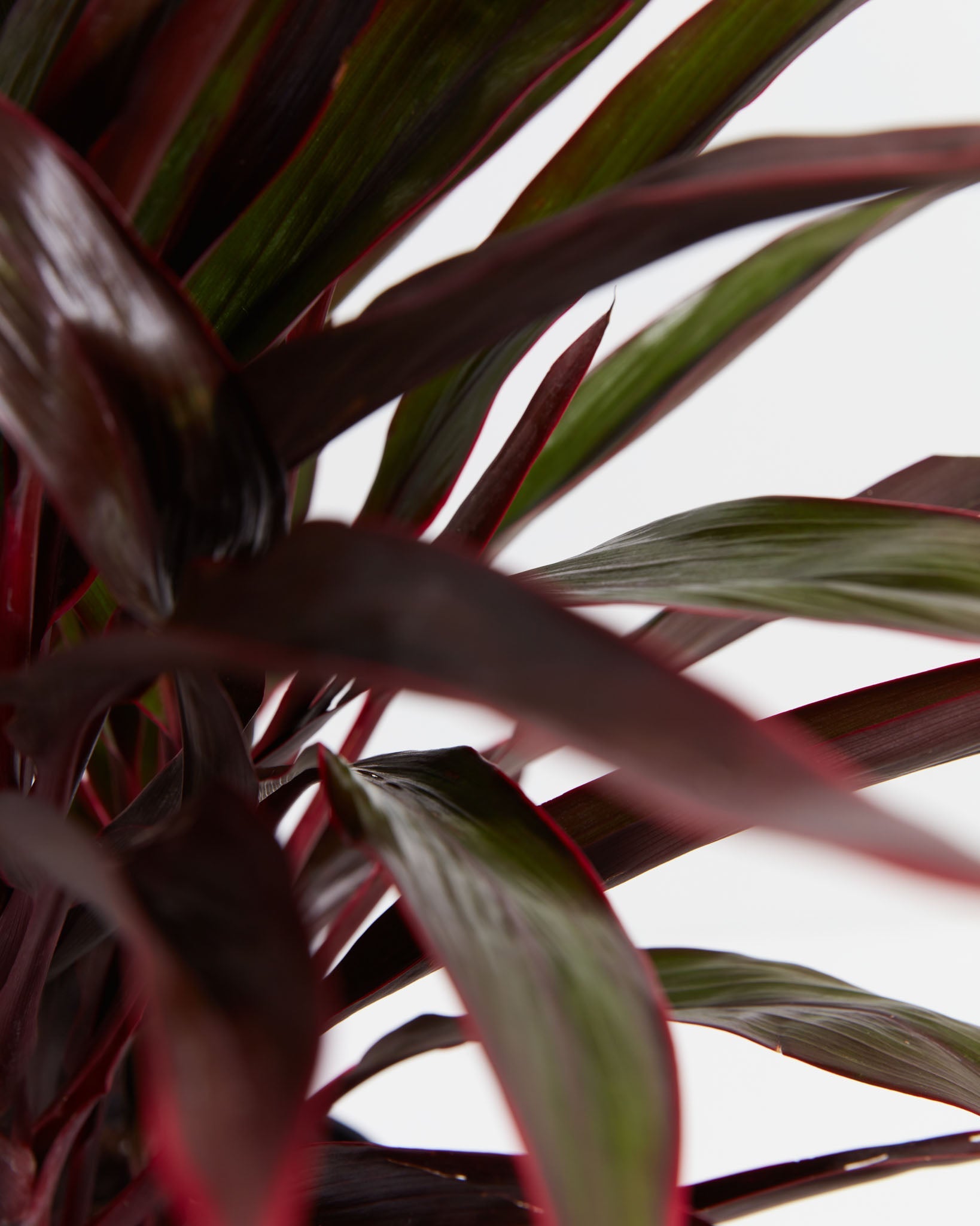 Hawaiian Ti Plant