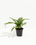 White Striped Dracaena (Dragon Tree)
