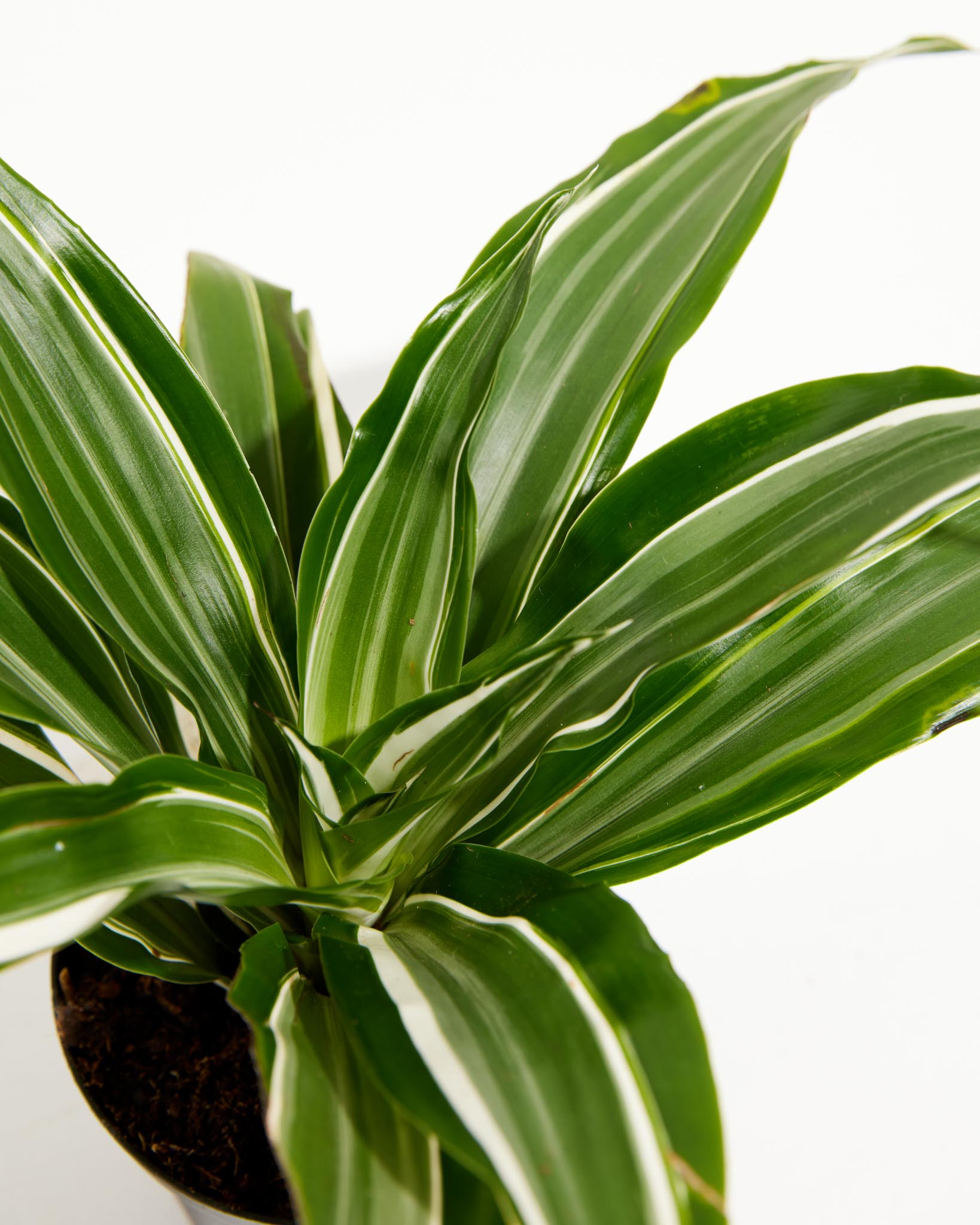 White Striped Dracaena (Dragon Tree)