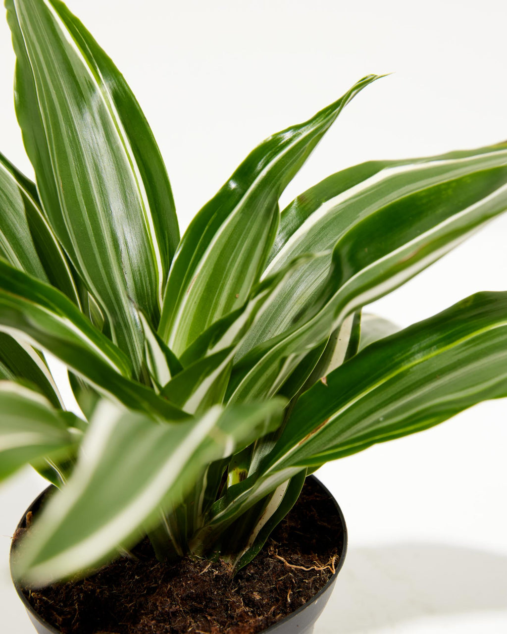White Striped Dracaena (Dragon Tree)