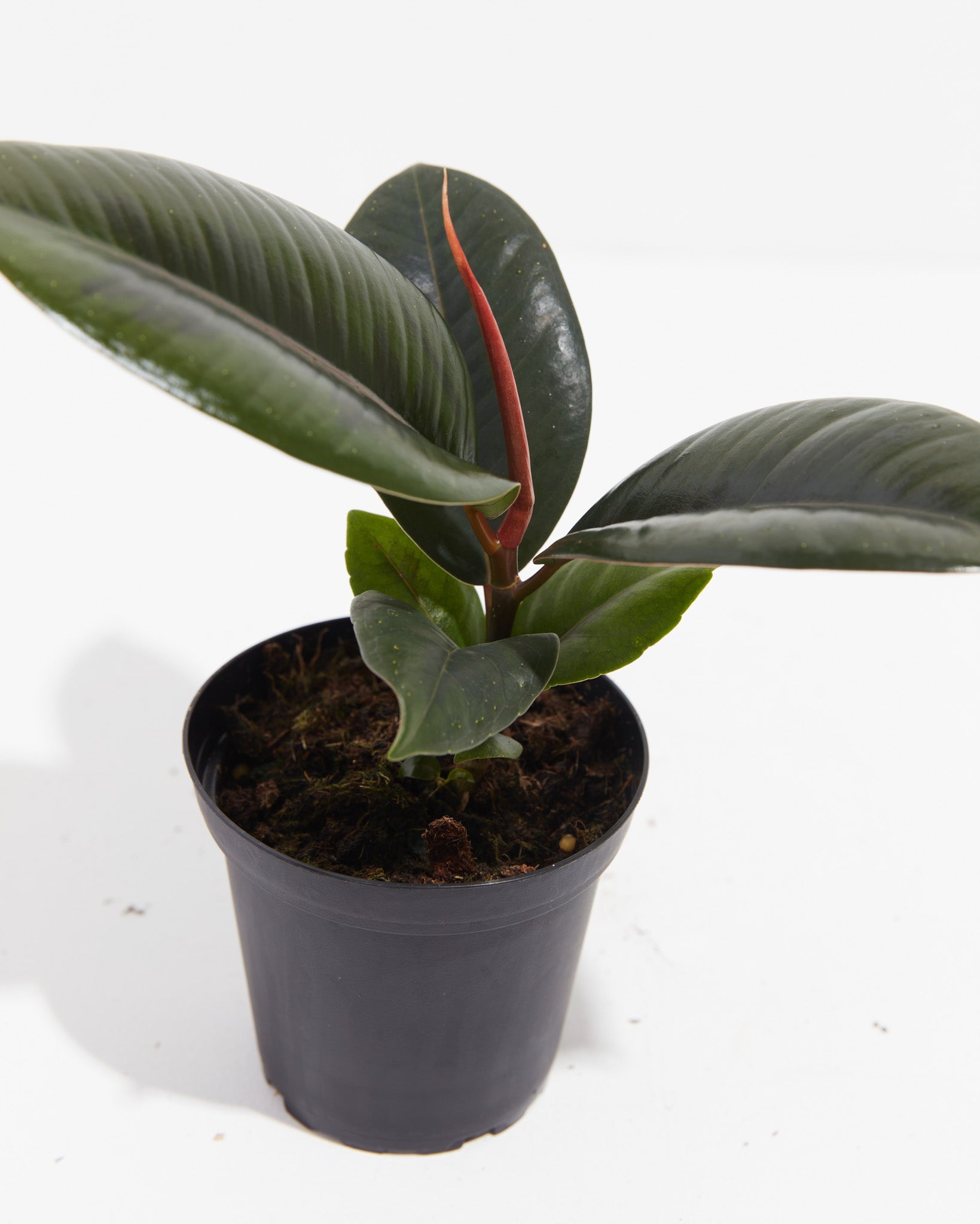 Ficus Elastica - Burgundy Rubber Tree