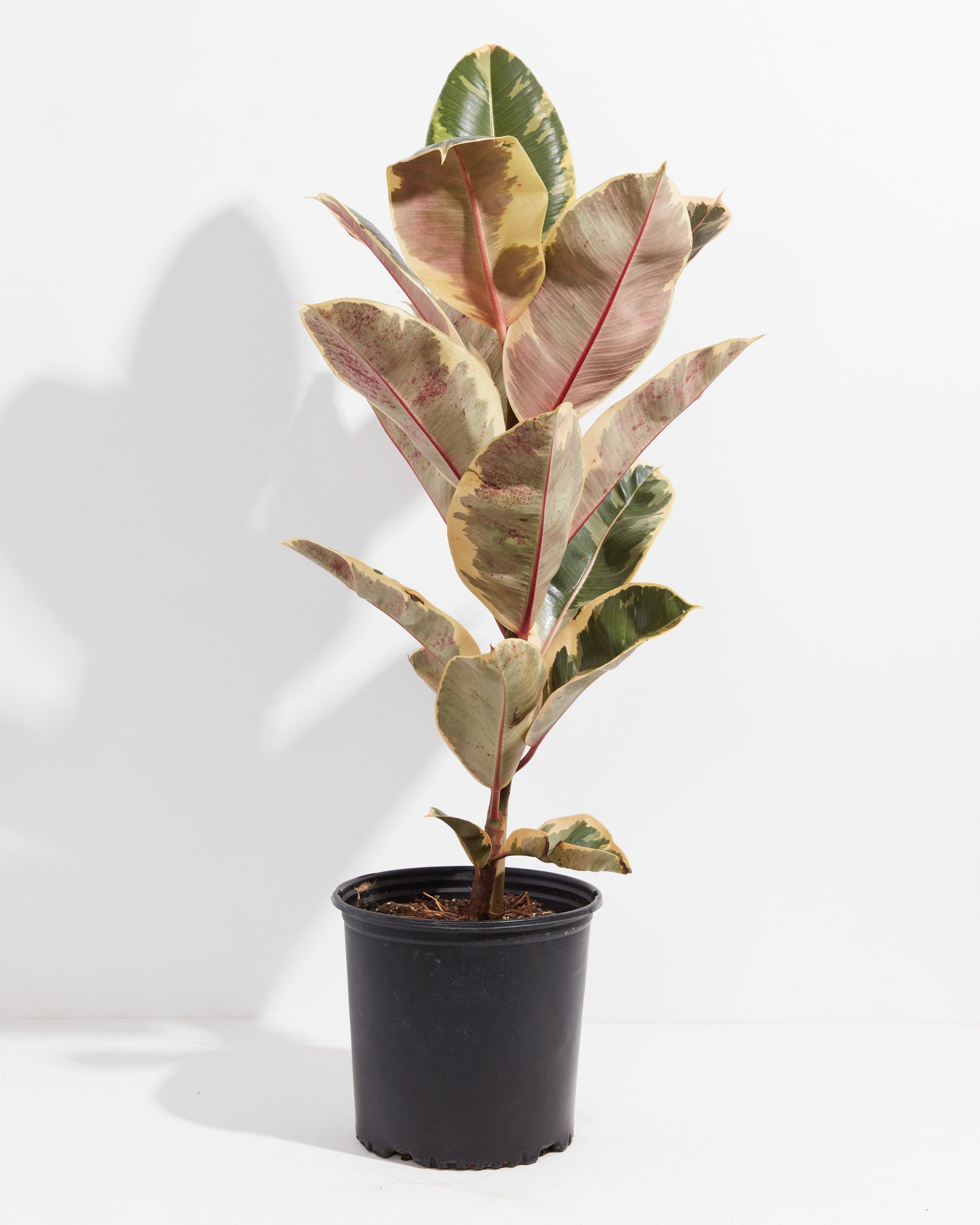 Ficus Tineke (elastica)