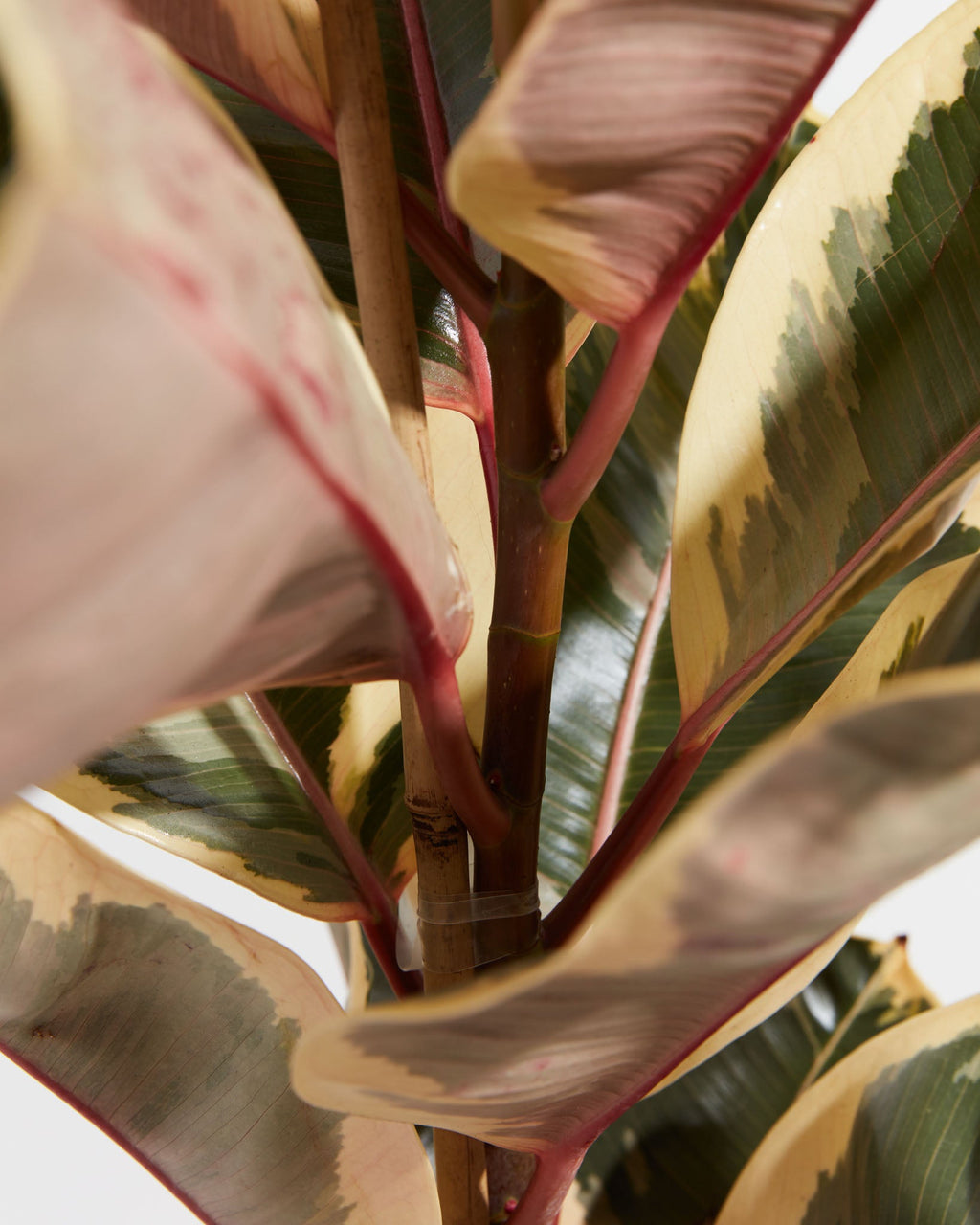 Ficus Tineke (elastica)
