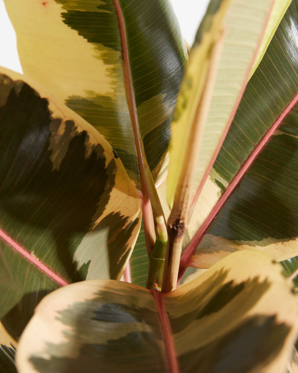 Ficus Tineke (elastica)