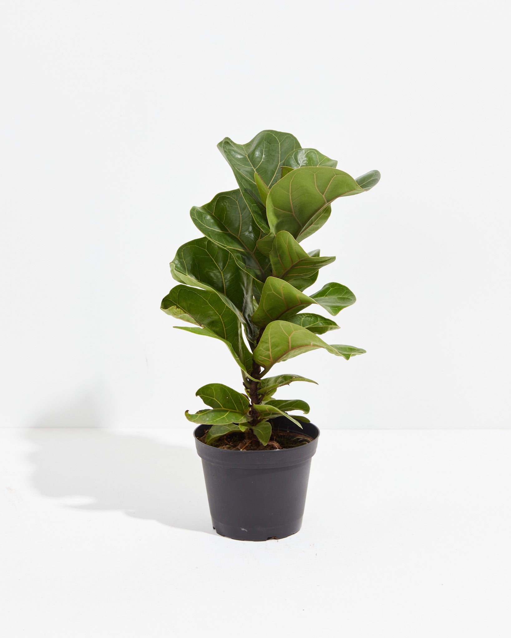 Fiddle Leaf Fig Tree (Ficus Lyrata)