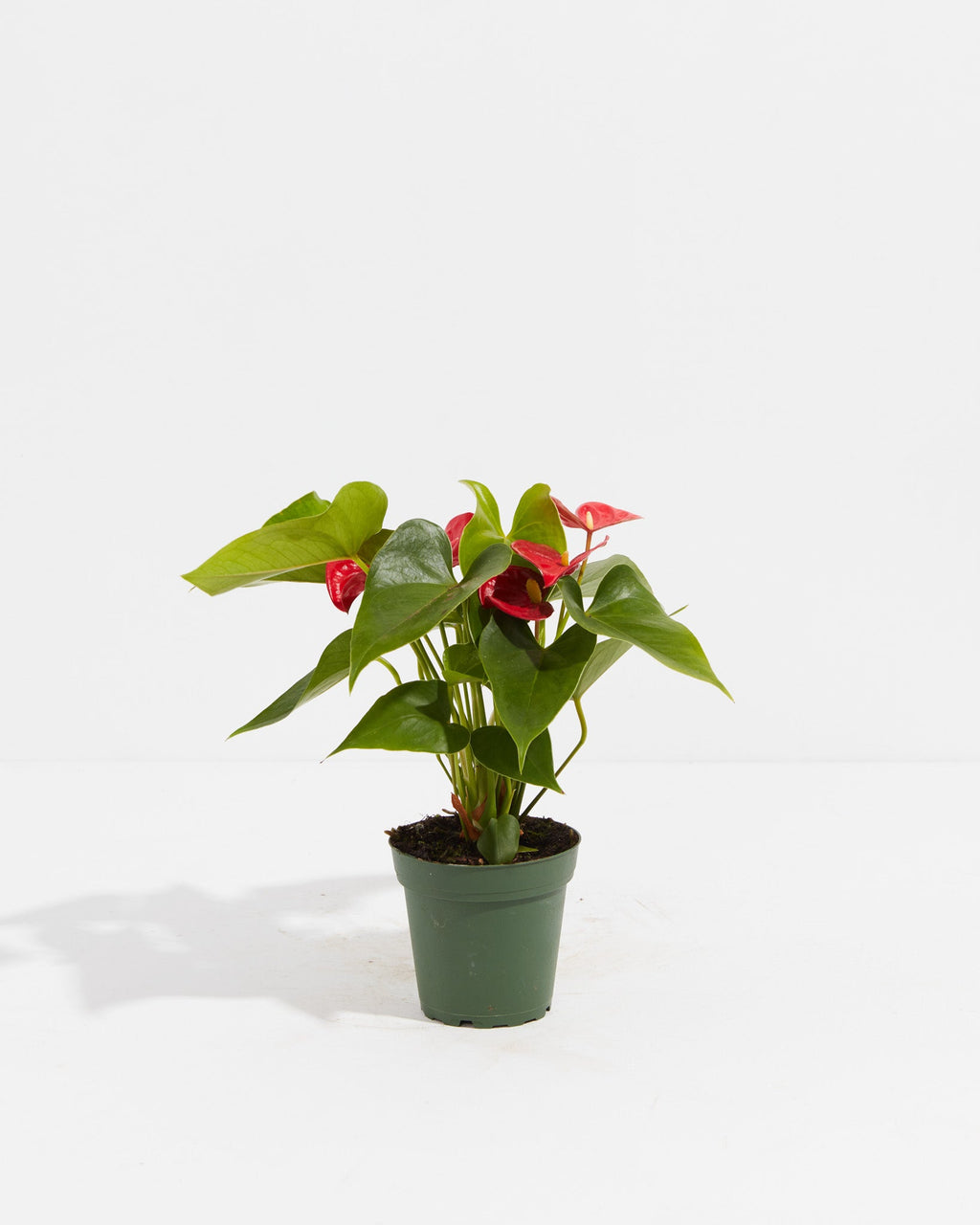 Flamingo Flower
