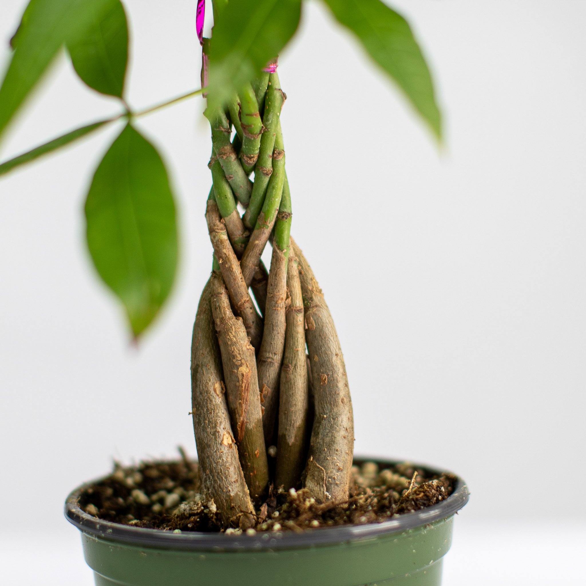 Money Tree Plant