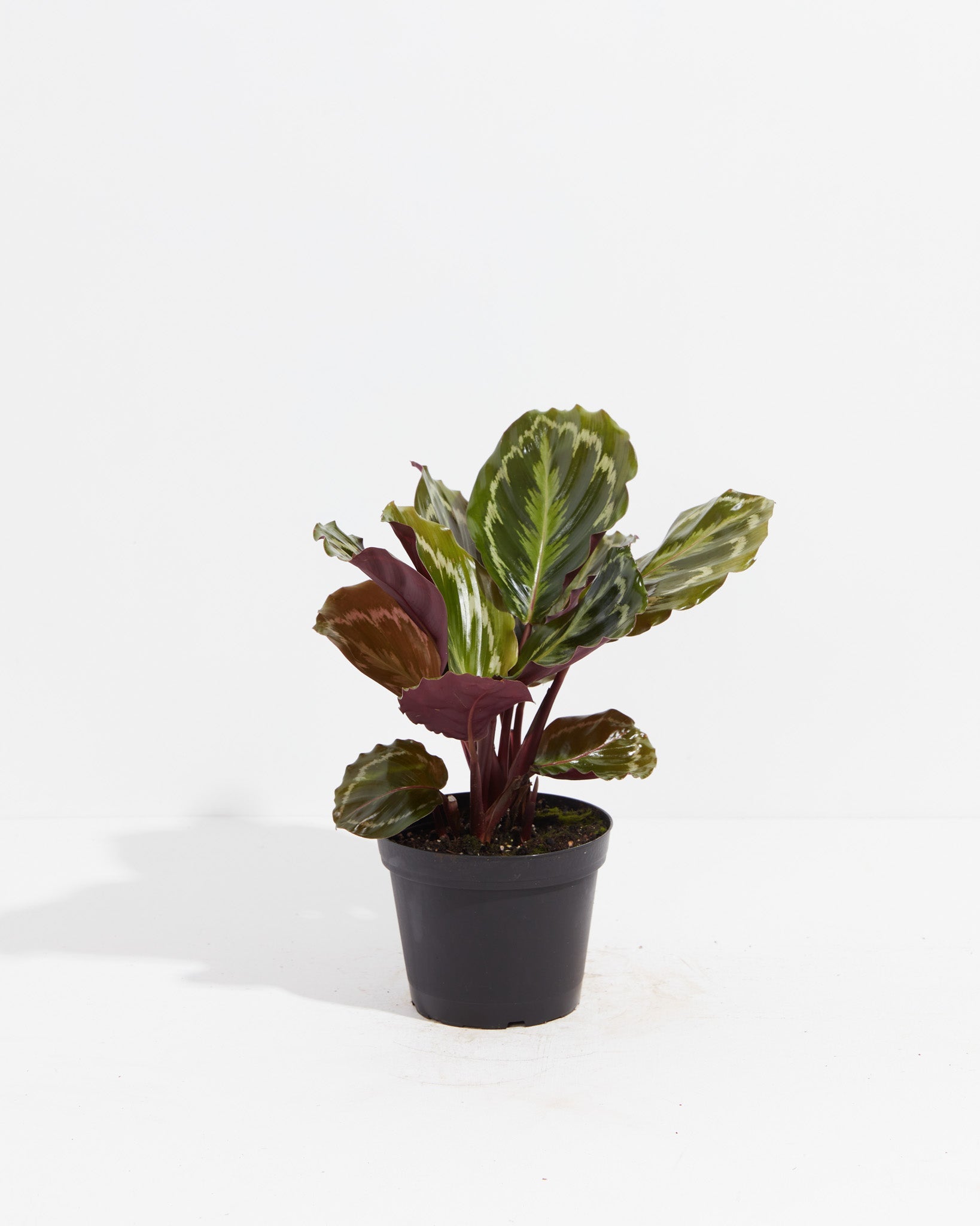Calathea Medallion