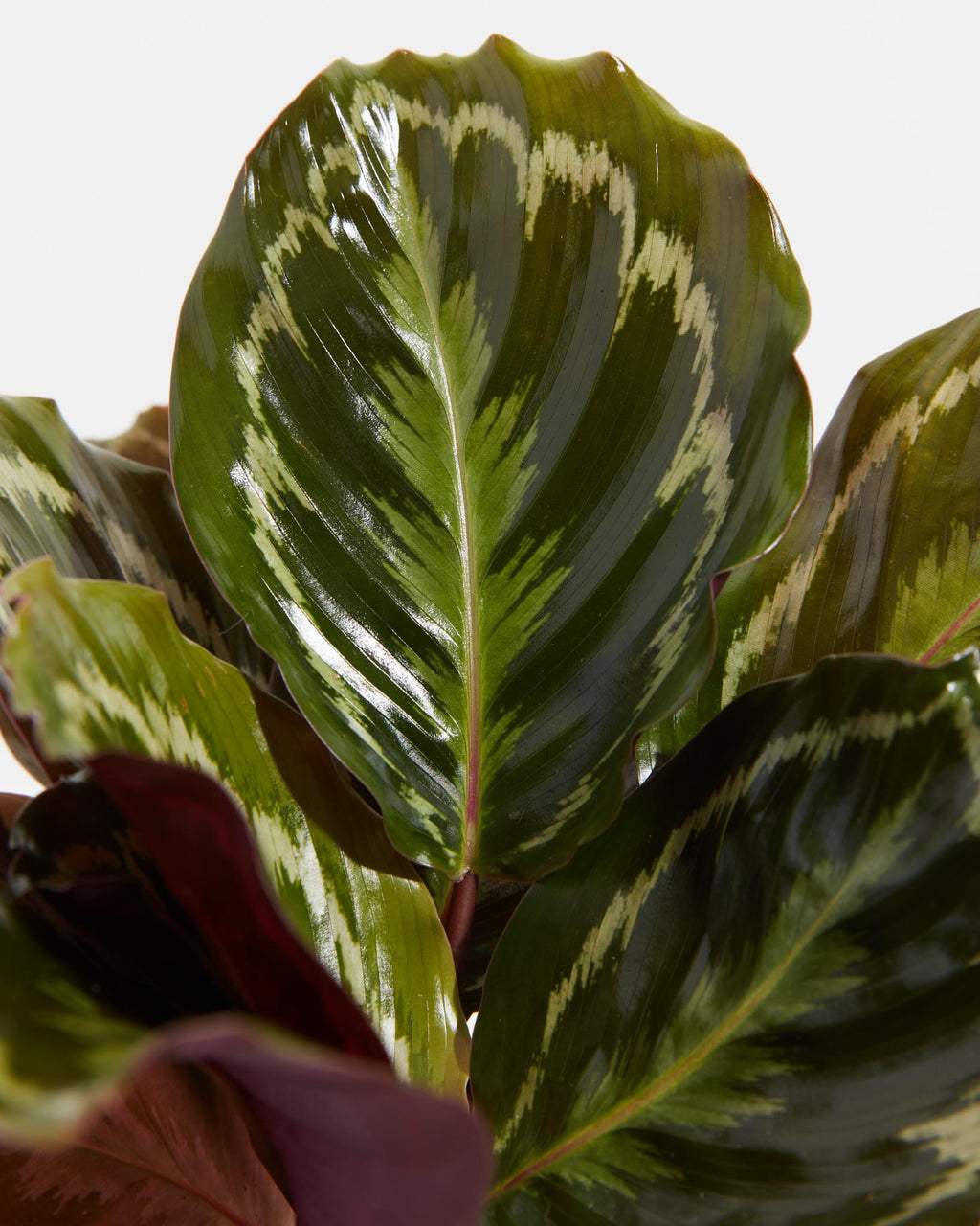 Calathea Medallion