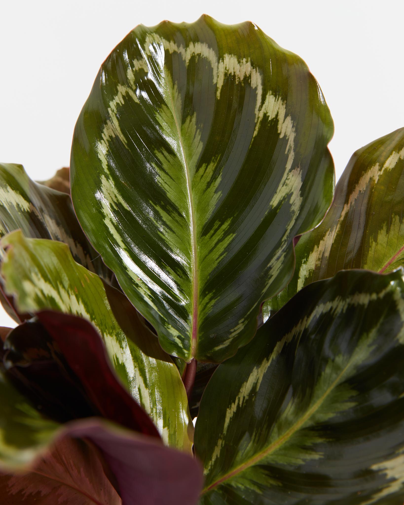 Calathea Medallion