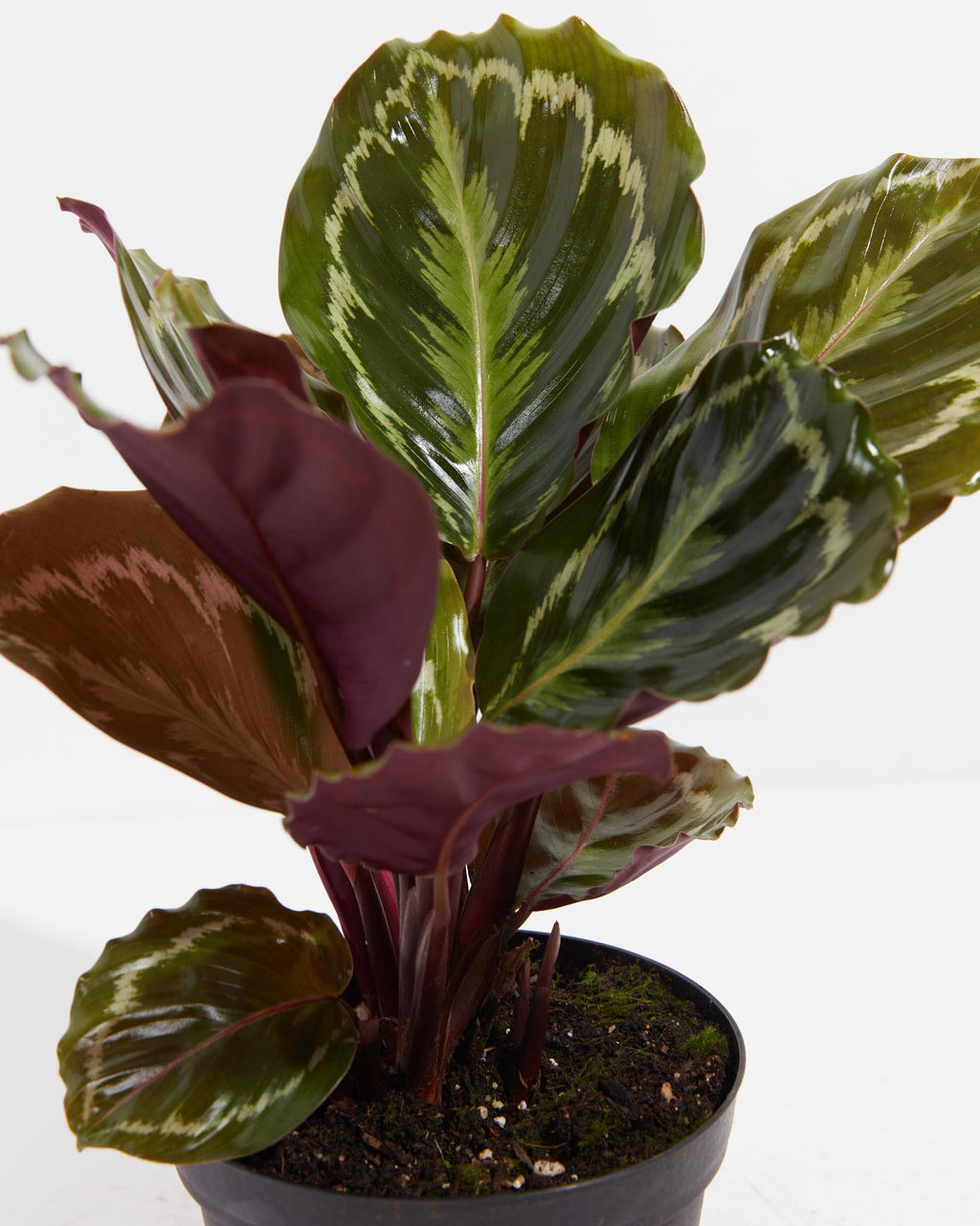 Calathea Medallion