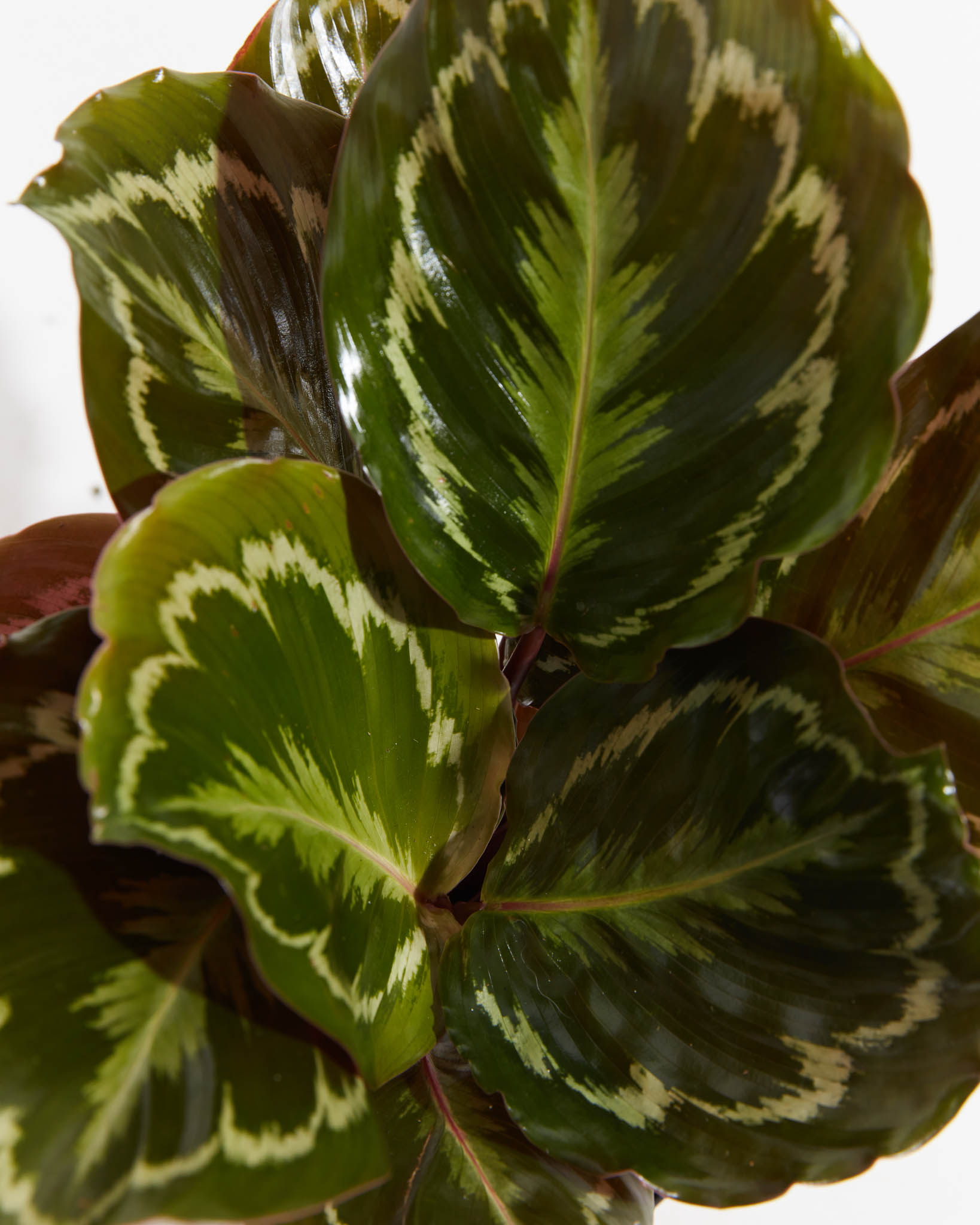 Calathea Medallion