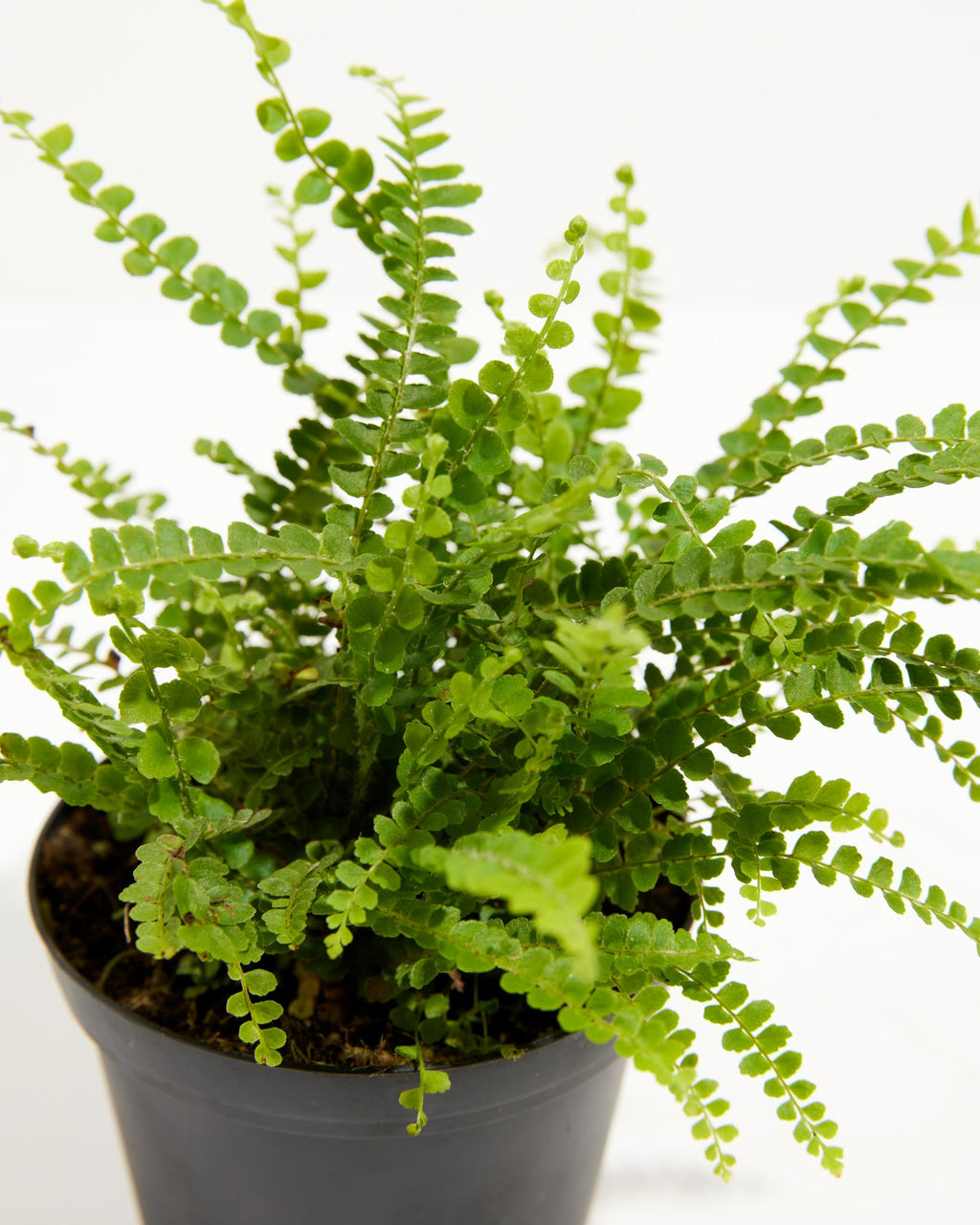 Lemon Button Fern