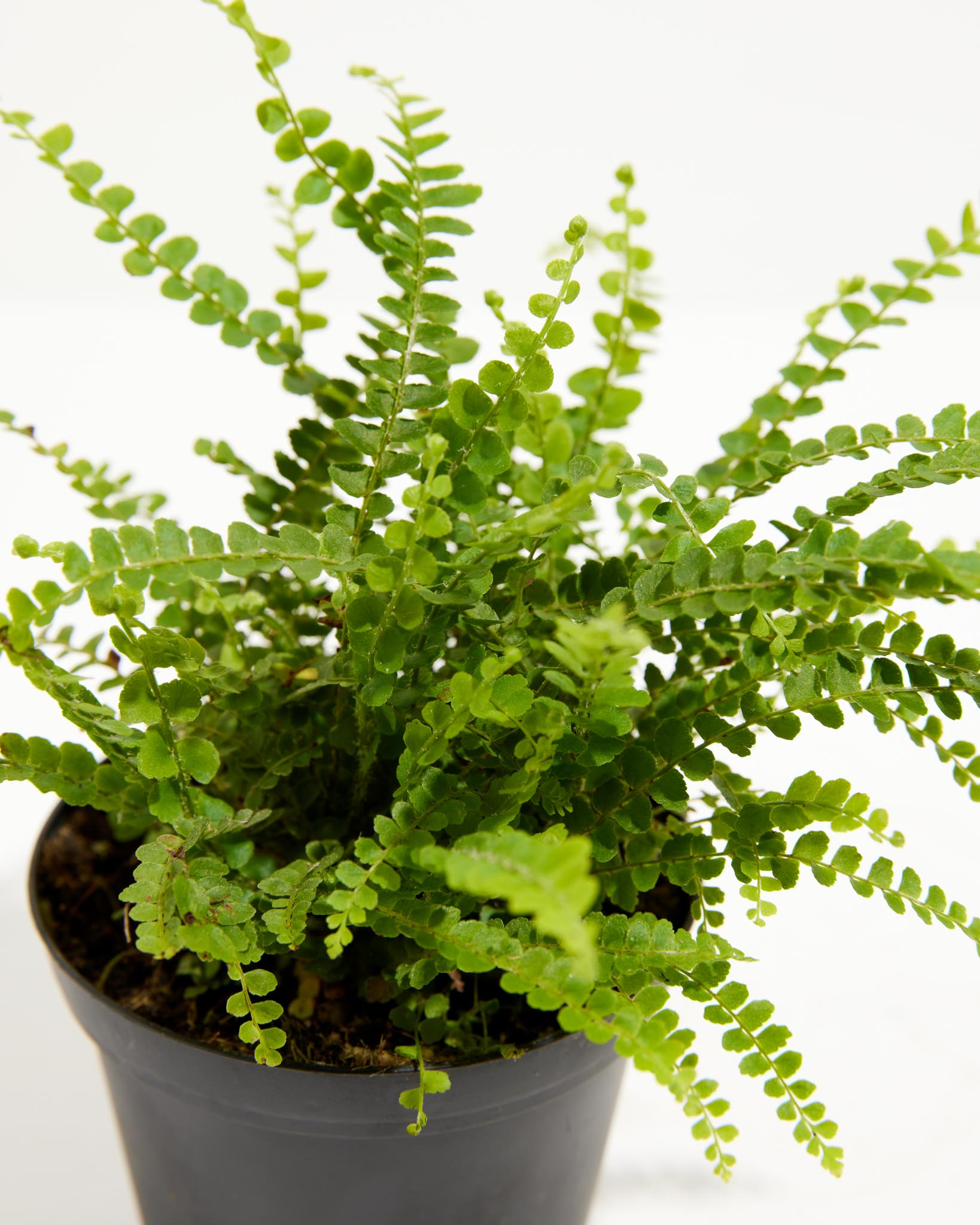Lemon Button Fern