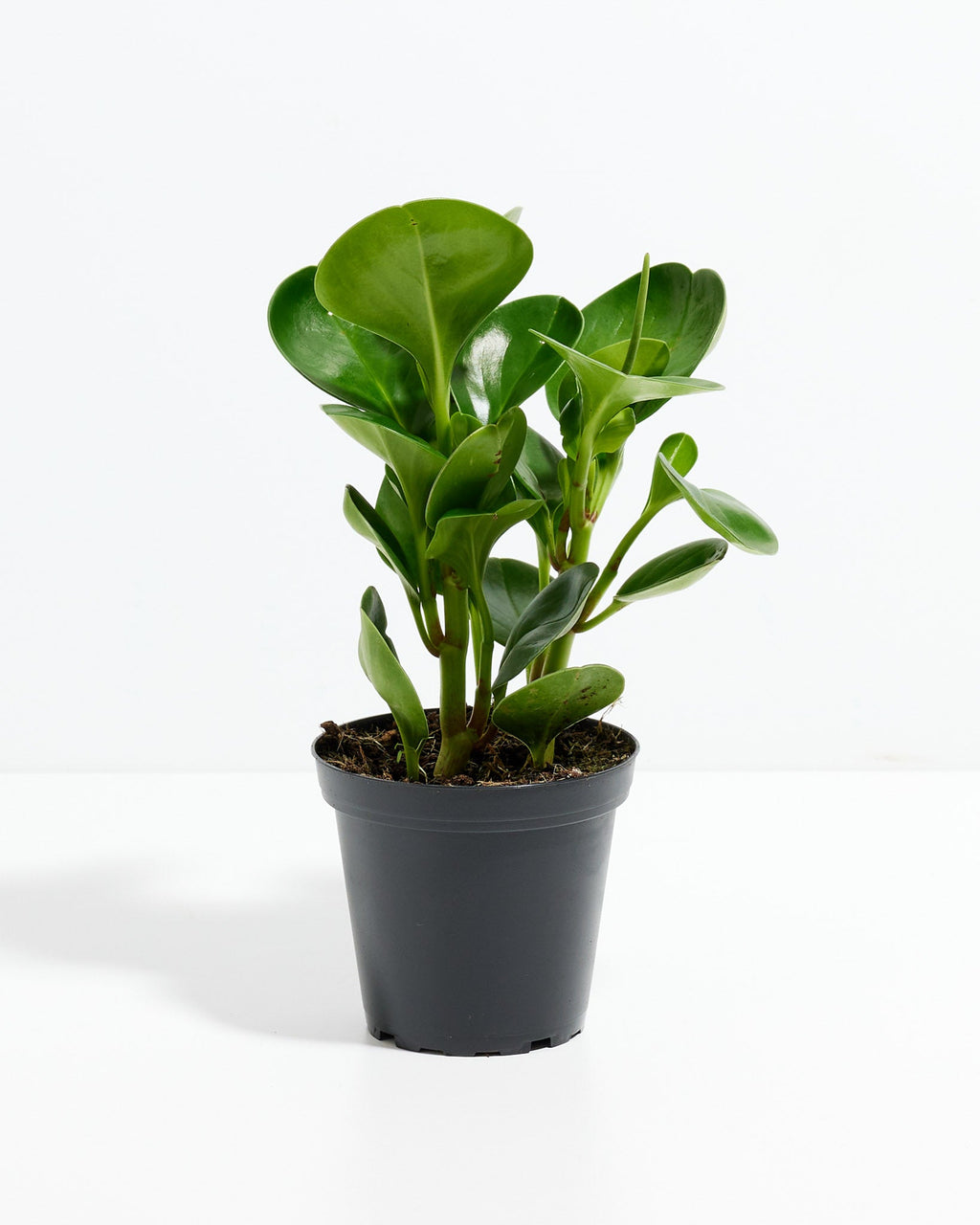 Peperomia Obtusifolia (Baby Rubber Plant)