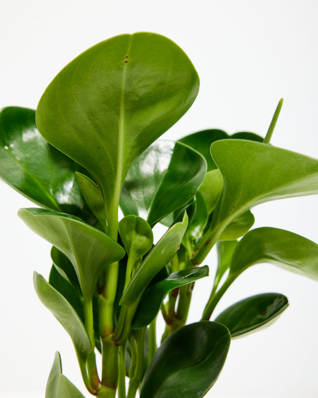 Peperomia Obtusifolia (Baby Rubber Plant)