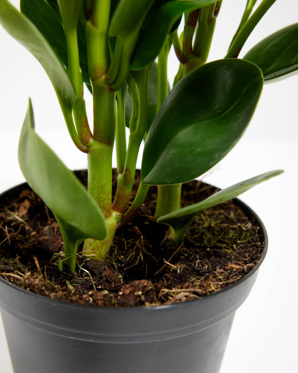 Peperomia Obtusifolia (Baby Rubber Plant)