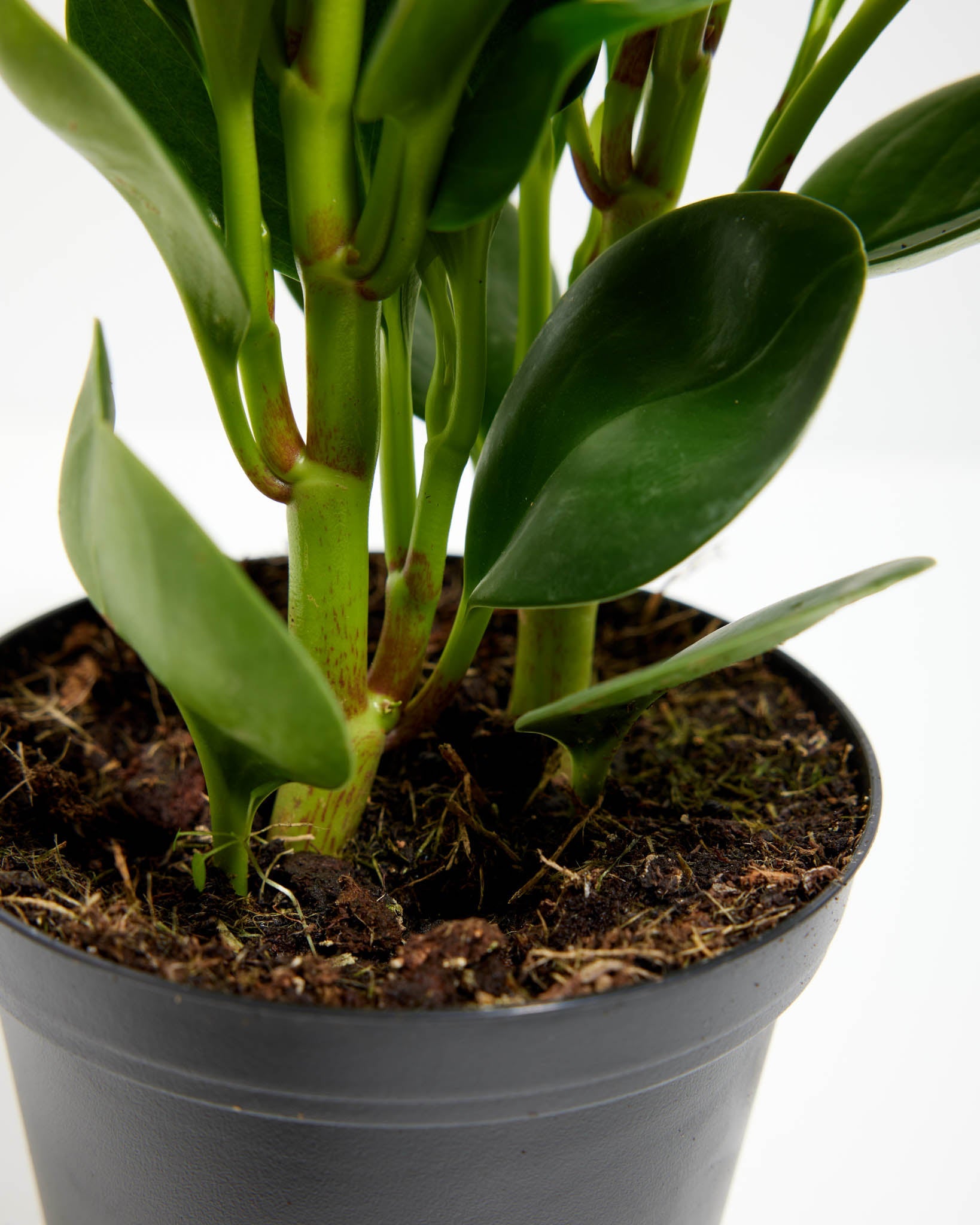 Peperomia Obtusifolia (Baby Rubber Plant)