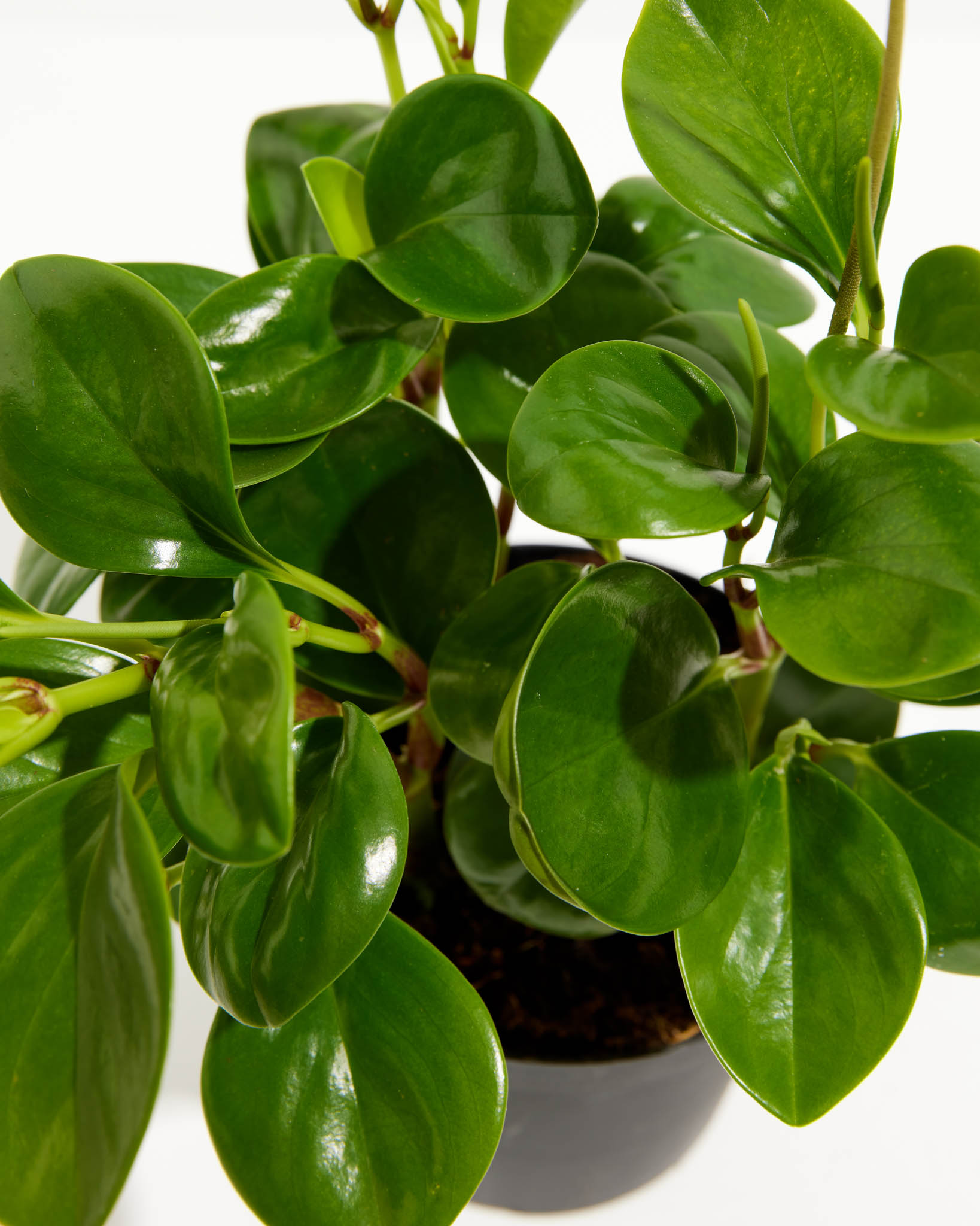 Peperomia Obtusifolia (Baby Rubber Plant)