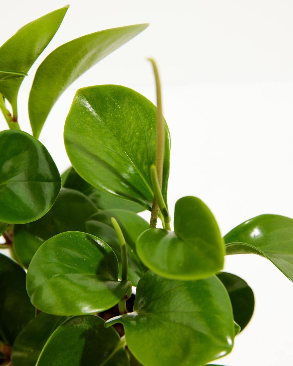 Peperomia Obtusifolia (Baby Rubber Plant)