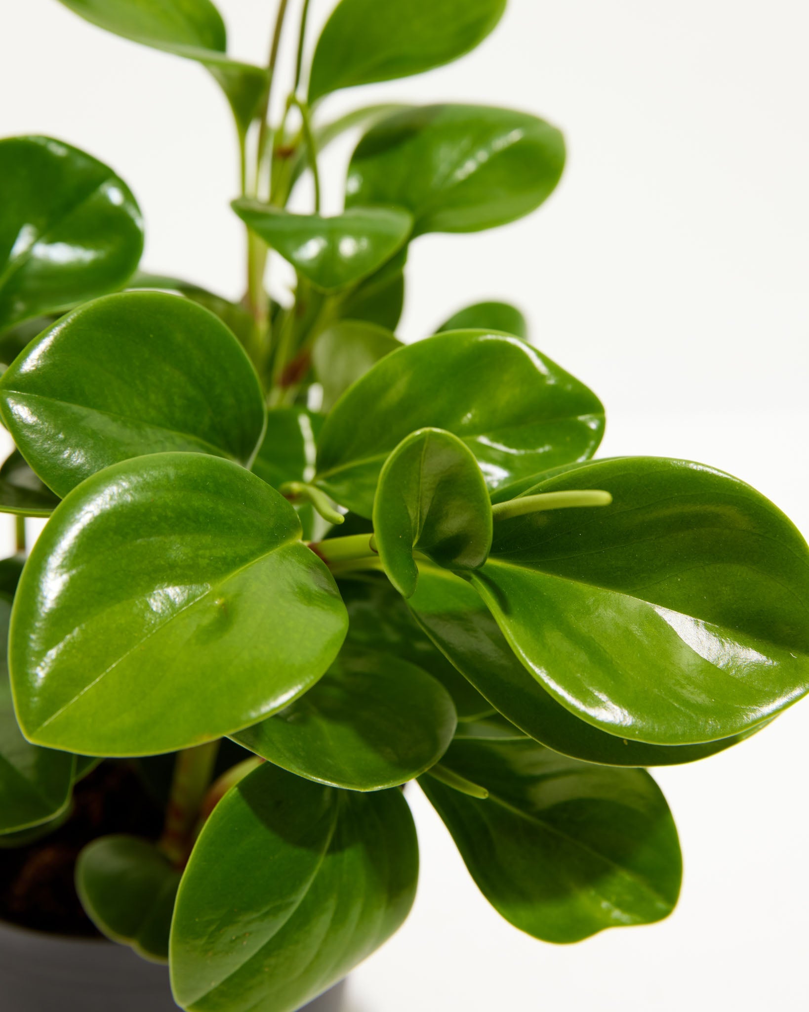 Peperomia Obtusifolia (Baby Rubber Plant)
