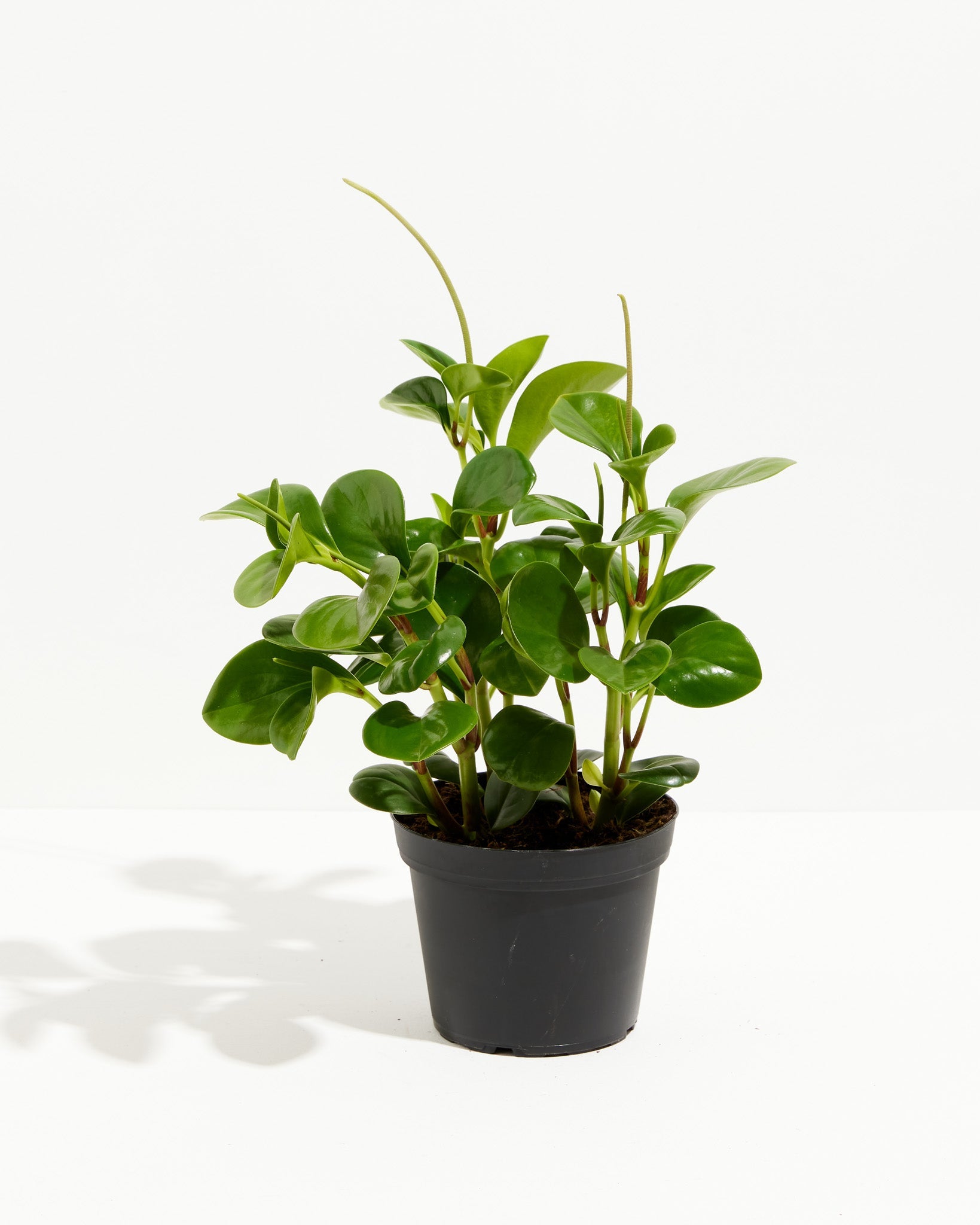 Peperomia Obtusifolia (Baby Rubber Plant)