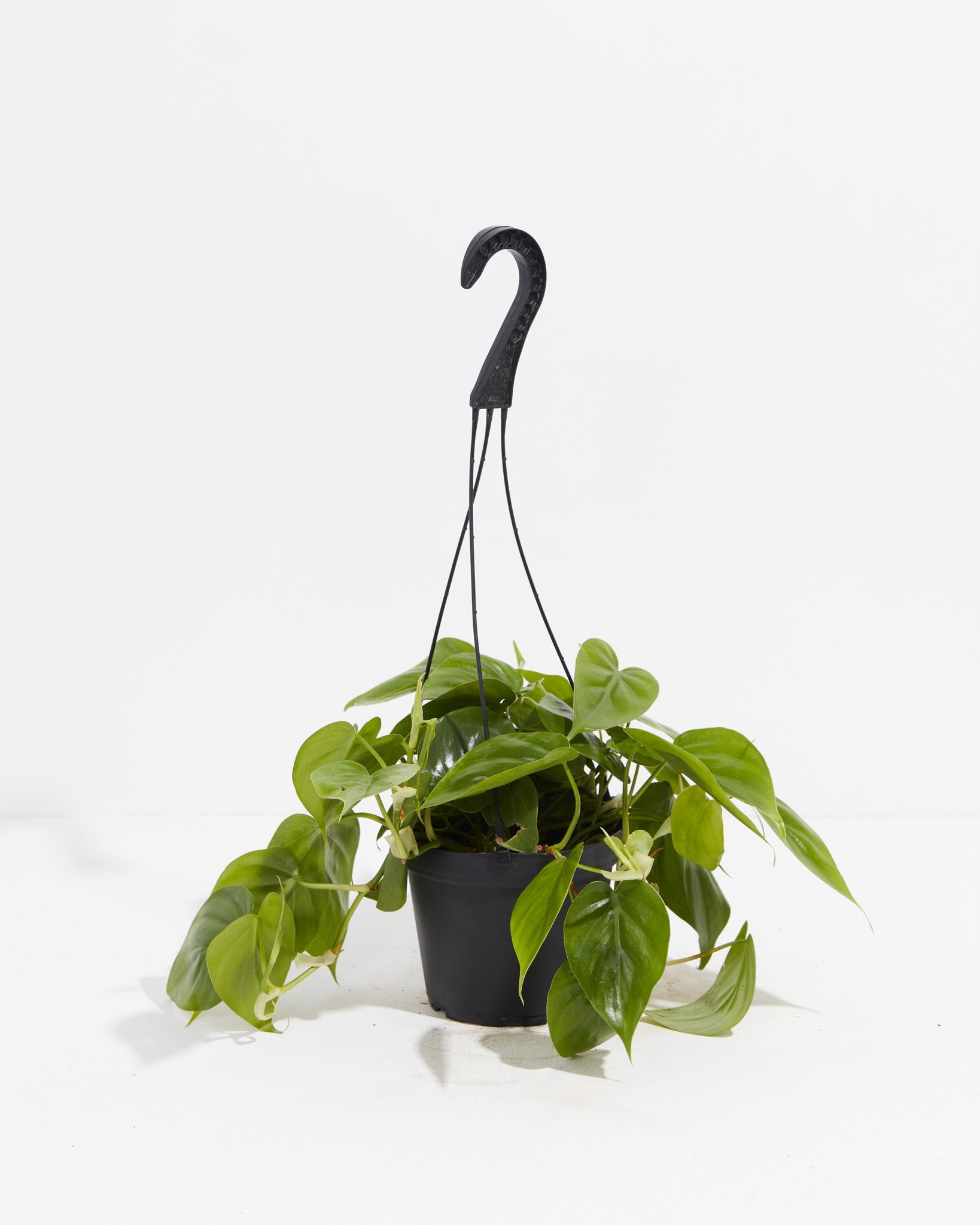 Philodendron Cordatum