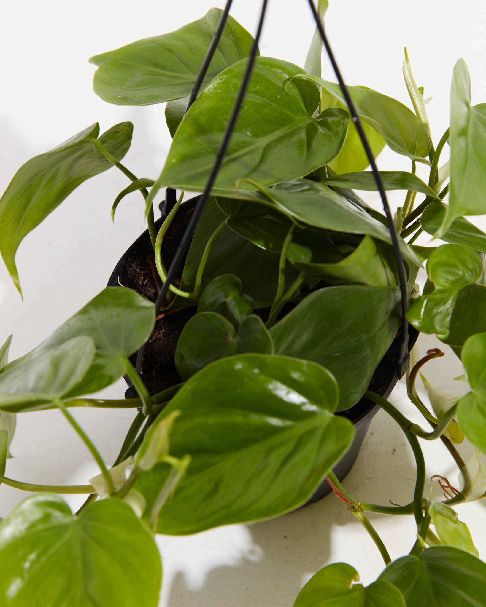 Philodendron Cordatum