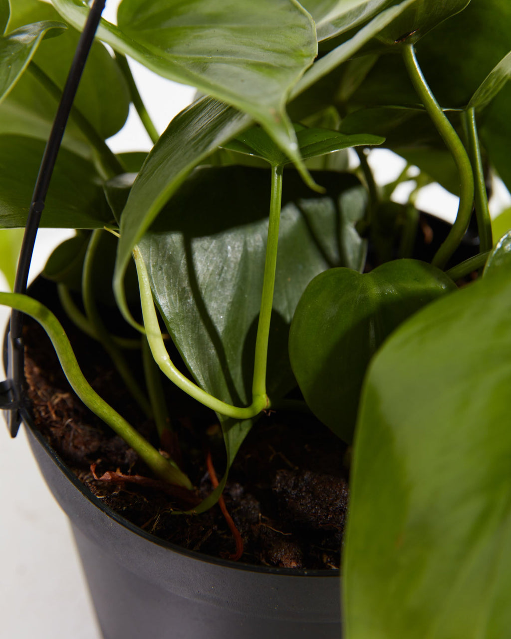 Philodendron Cordatum