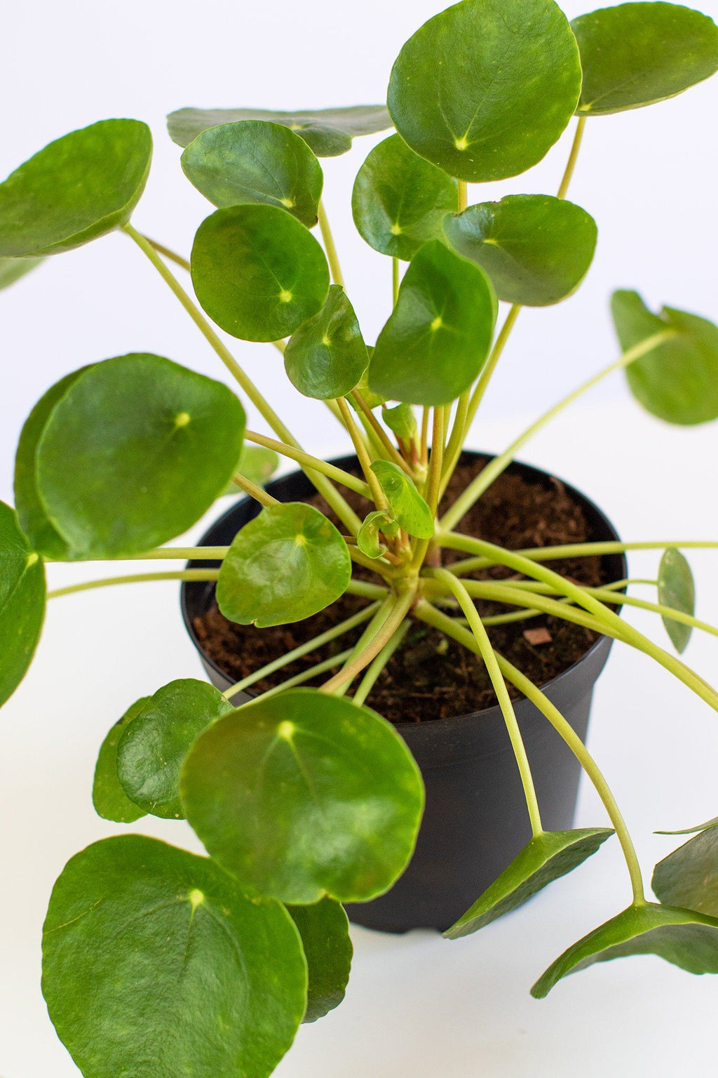 Chinese Money Plant (Pilea Peperomioides)