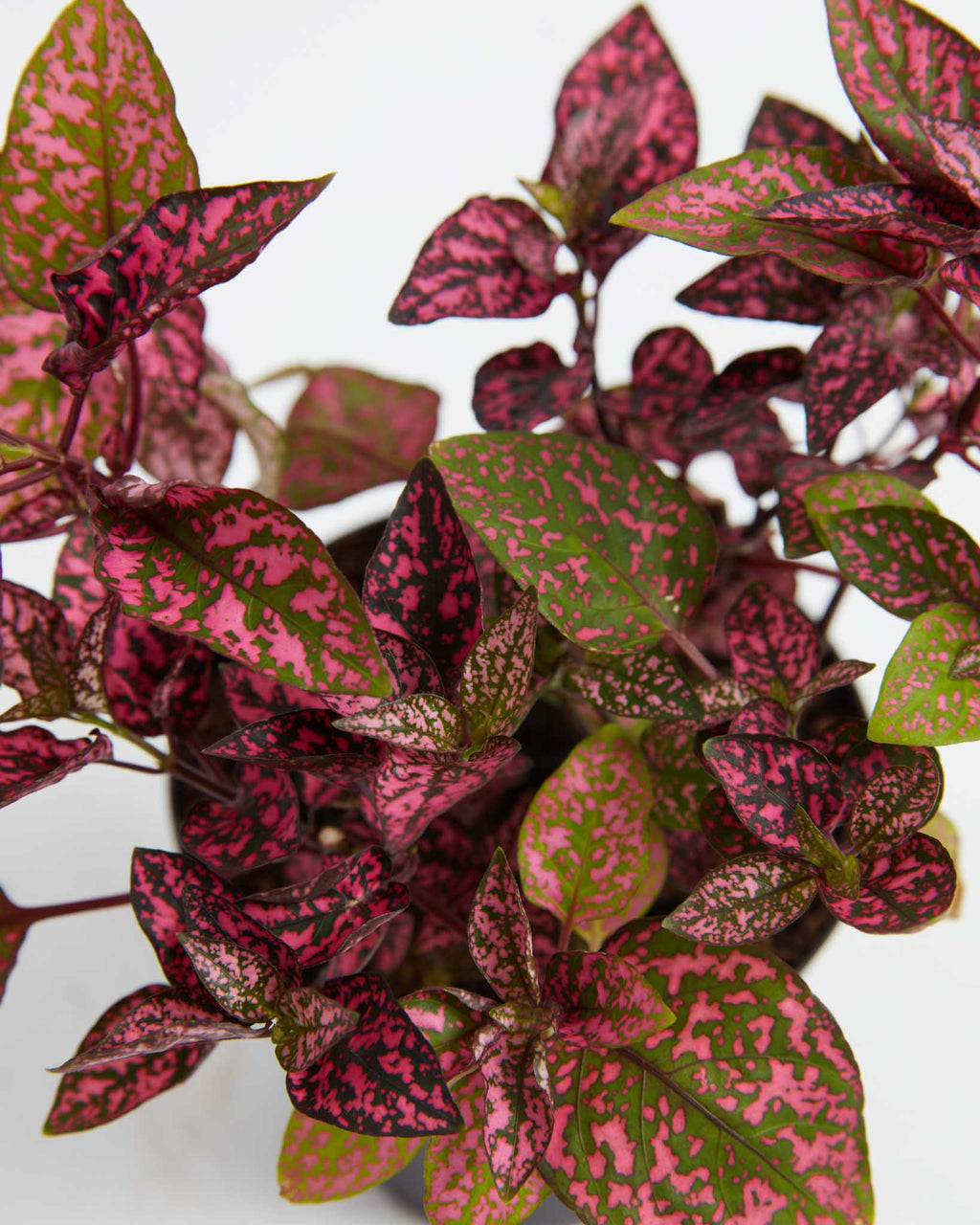 Pink Polka Dot Plant