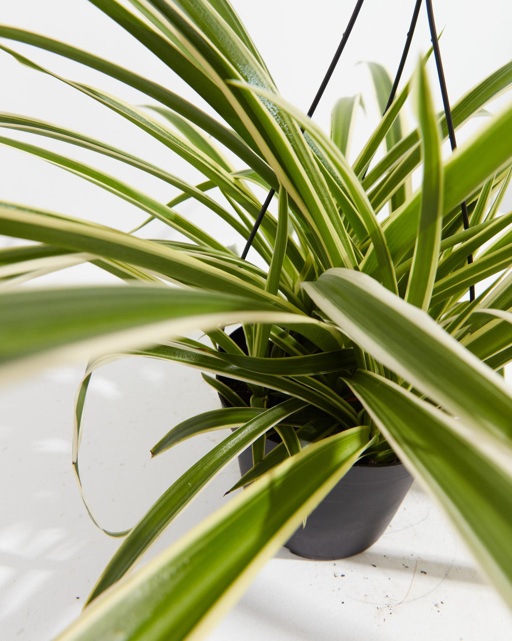 Spider Plant