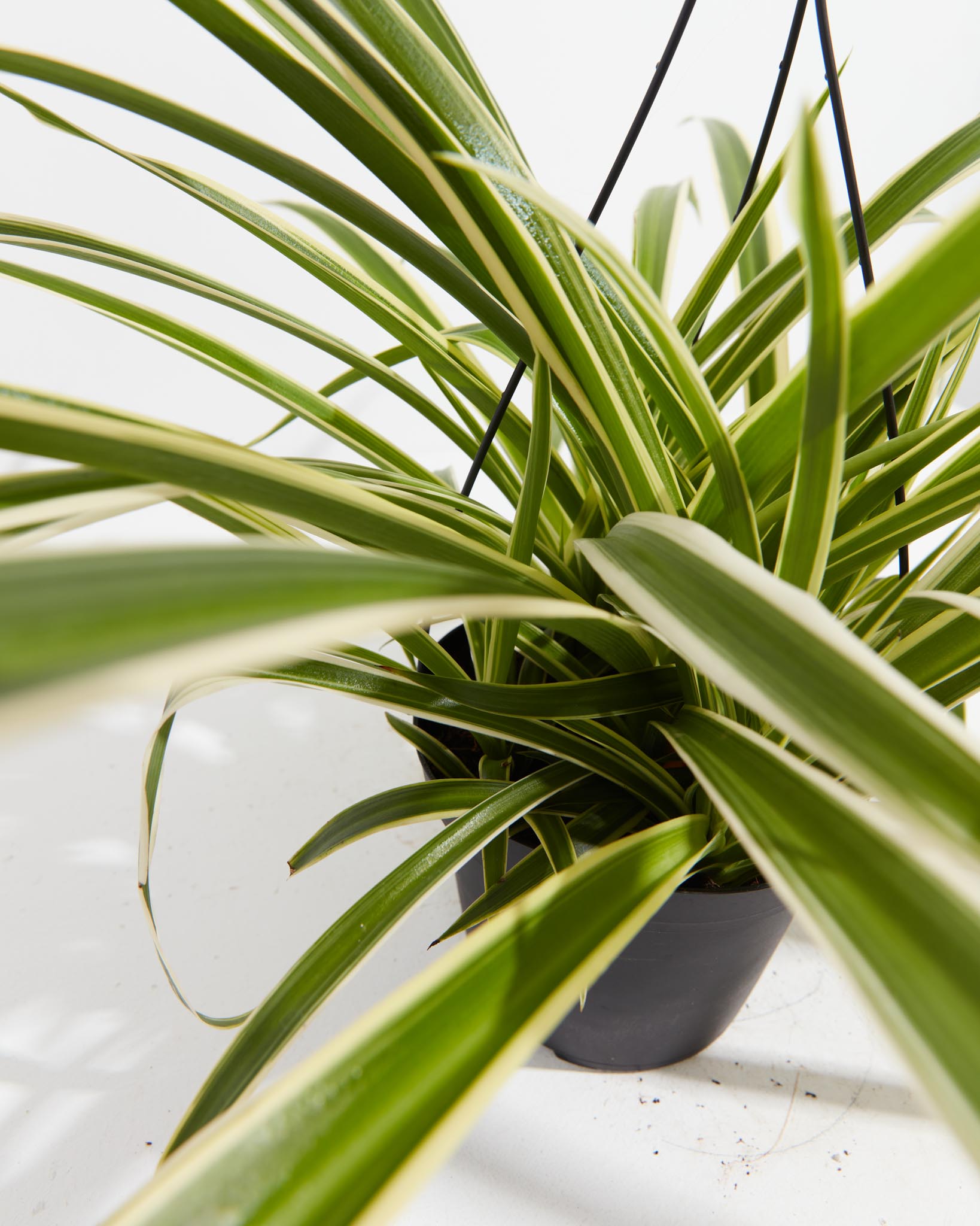 Spider Plant