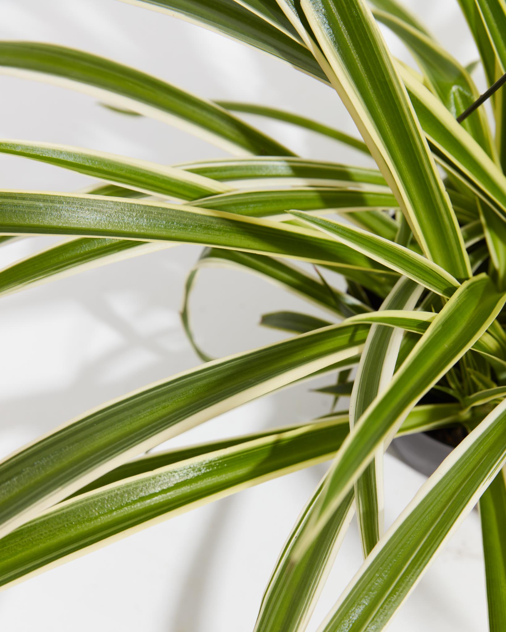 Spider Plant