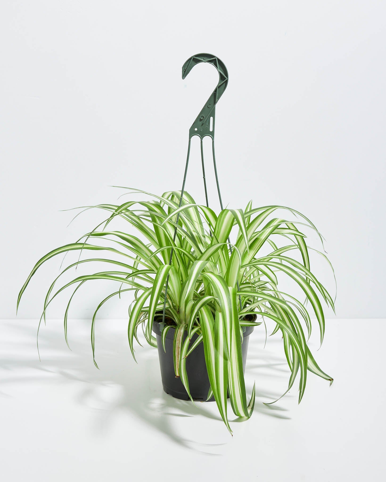 Variegated Spider Plant